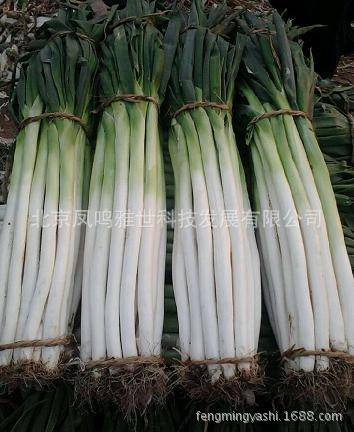 Special Vegetable 100pcs Seeds