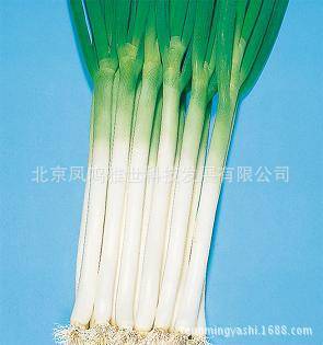 Special Vegetable 100pcs Seeds