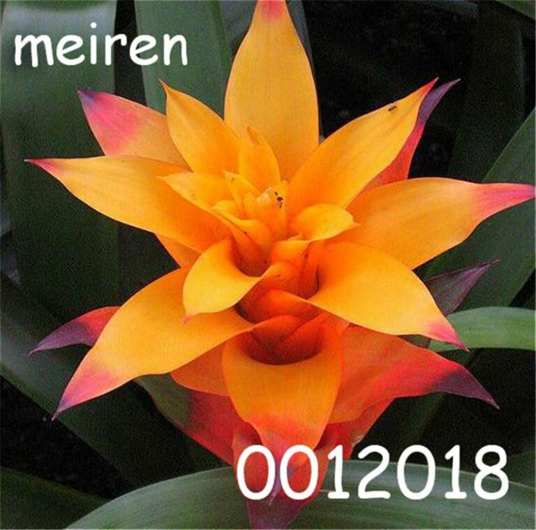 100 Pcs Bonsai Bromeliad Vegetable Fruit Succulent Mini Cactus Rainbow