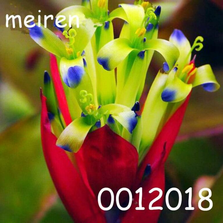 100 Pcs Bonsai Bromeliad Vegetable Fruit Succulent Mini Cactus Rainbow