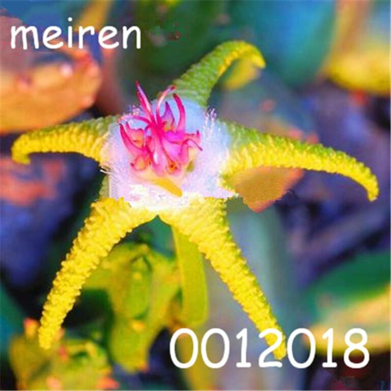 100 Pcs Bonsai Bromeliad Vegetable Fruit Succulent Mini Cactus Rainbow