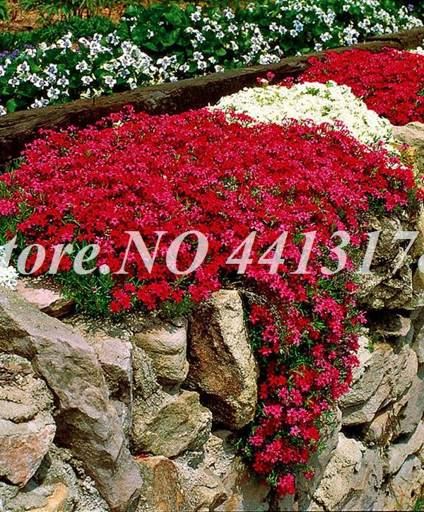 Exotic Phlox Flower 100 Pcs Bonsai Drummondii Seeds