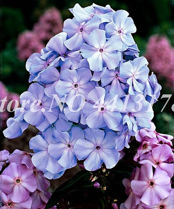 Exotic Phlox Flower 100 Pcs Bonsai Drummondii Seeds