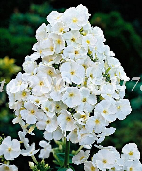 Exotic Phlox Flower 100 Pcs Bonsai Drummondii Seeds