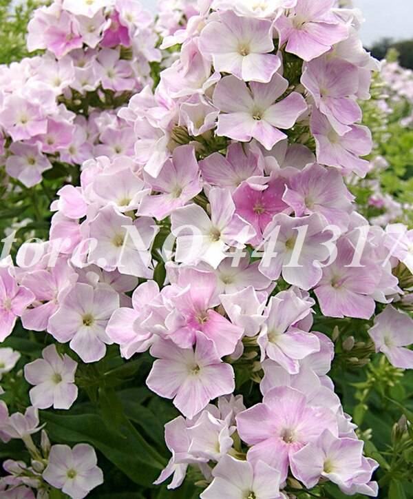 Exotic Phlox Flower 100 Pcs Bonsai Drummondii Seeds