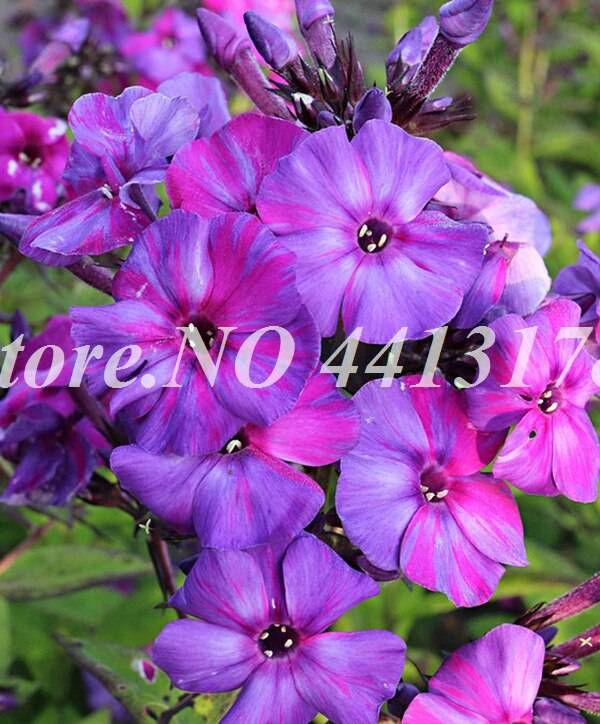 Exotic Phlox Flower 100 Pcs Bonsai Drummondii Seeds