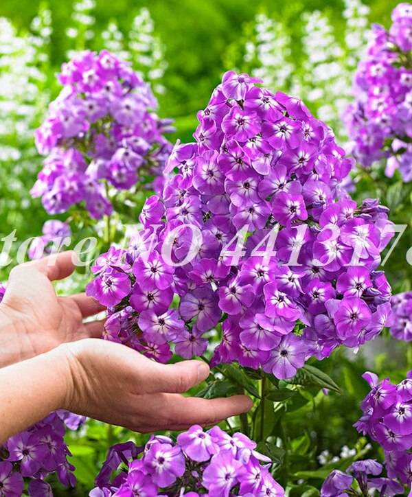 Exotic Phlox Flower 100 Pcs Bonsai Drummondii Seeds