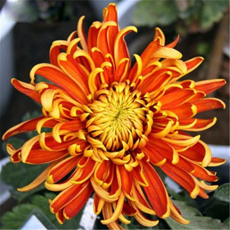 100 Pcs Novel Rainbow Chrysanthemum Perennial Seeds