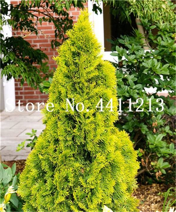 20 Pcs Cypress Bonsai Conifer Tree Evergreen Seeds