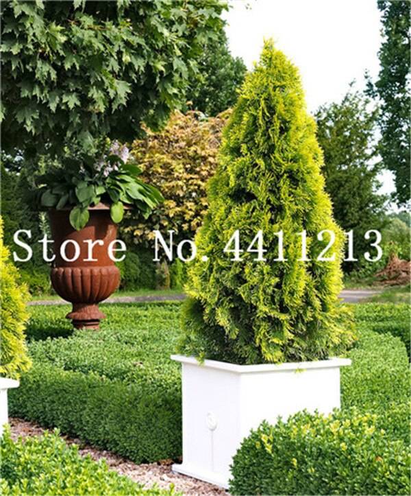 20 Pcs Cypress Bonsai Conifer Tree Evergreen Seeds