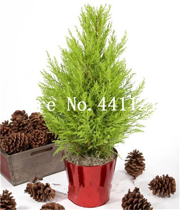 20 Pcs Cypress Bonsai Conifer Tree Evergreen Seeds