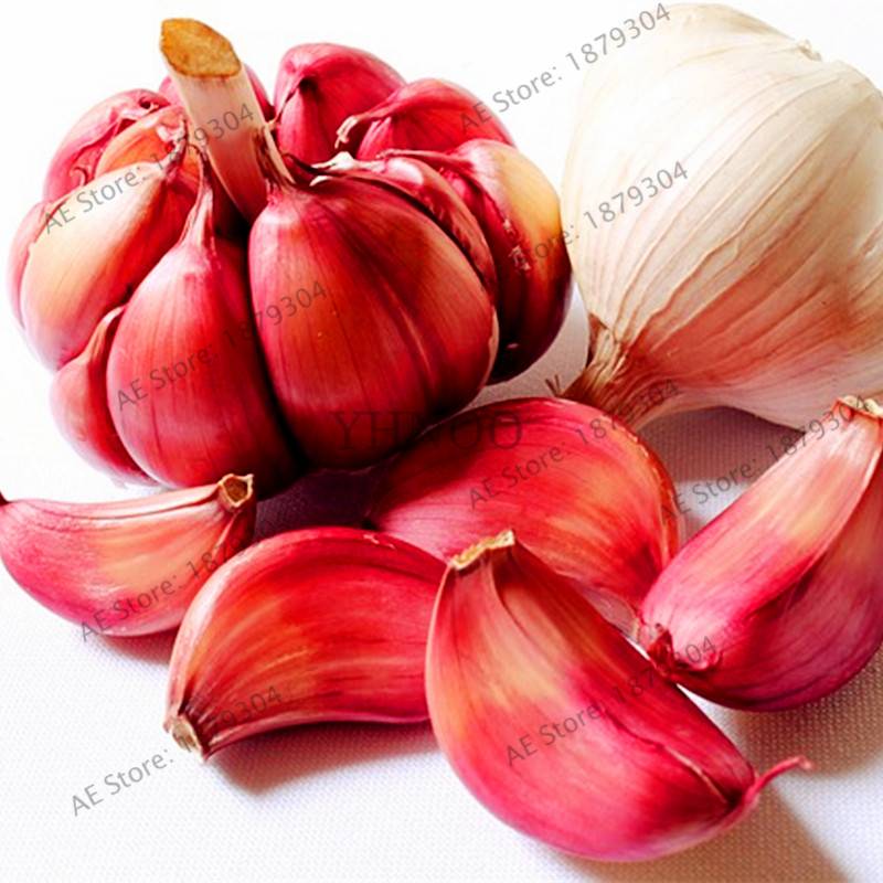 100pcs Garlic Flores Organic Seeds