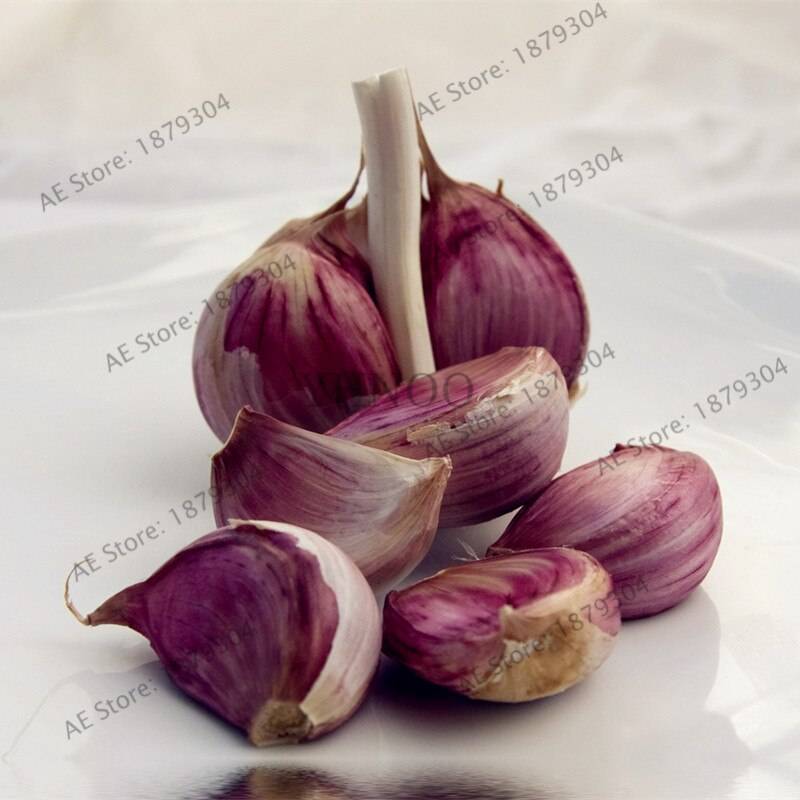 100pcs Garlic Flores Organic Seeds