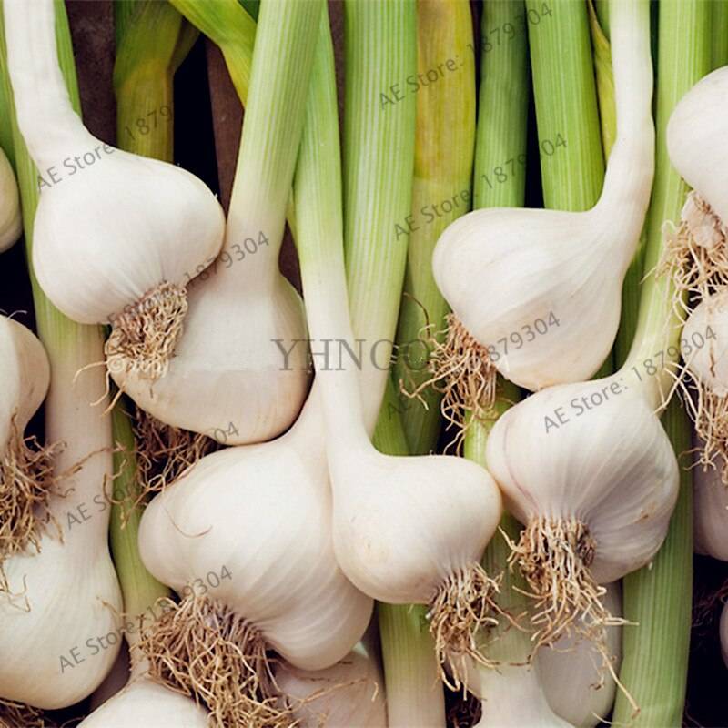 100pcs Garlic Flores Organic Seeds