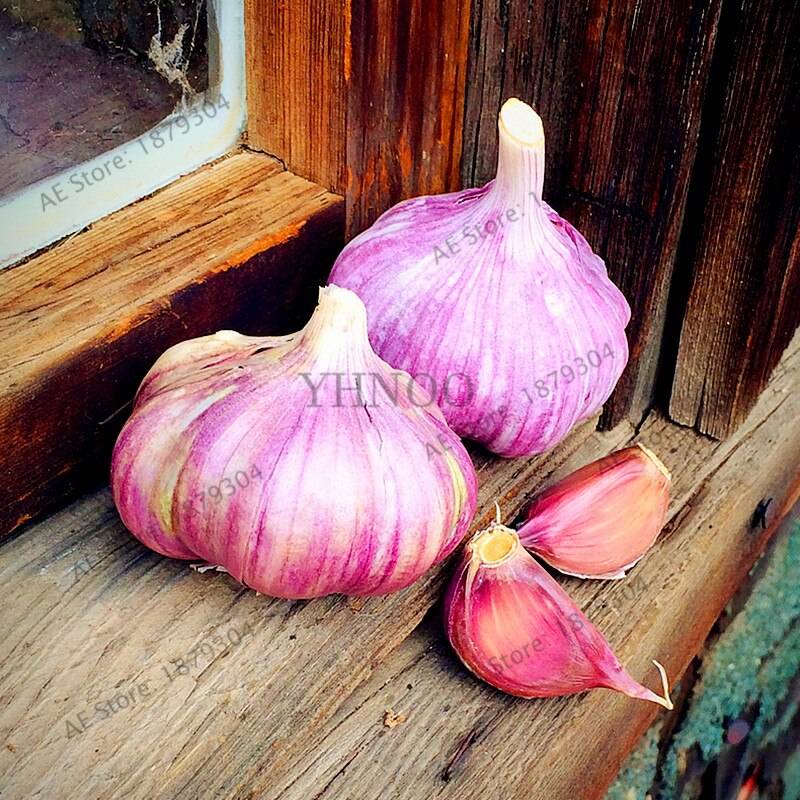 100pcs Garlic Flores Organic Seeds