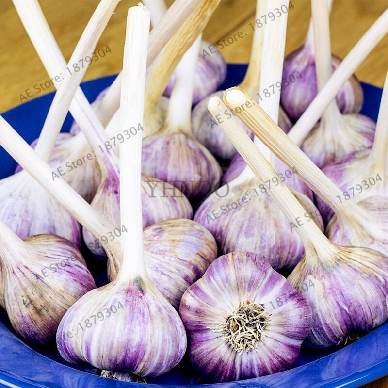 100pcs Garlic Flores Organic Seeds