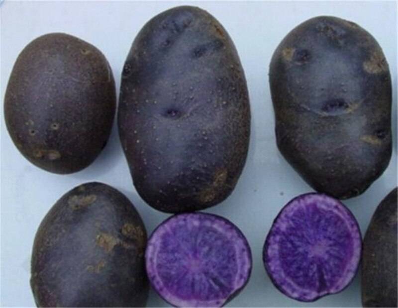 200 Pcs Purple ato Sweet Seeds