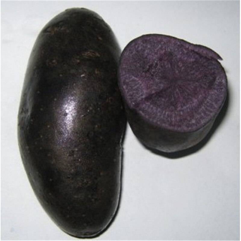 200 Pcs Purple ato Sweet Seeds