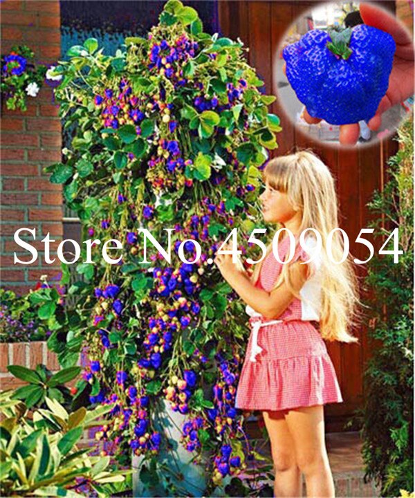 300 Pcs Blue Climbing Strawberry Seeds