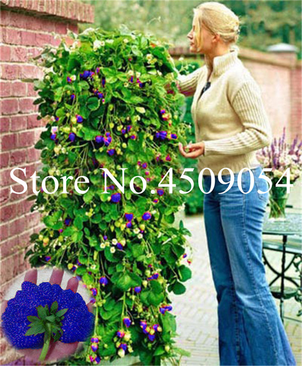 300 Pcs Blue Climbing Strawberry Seeds