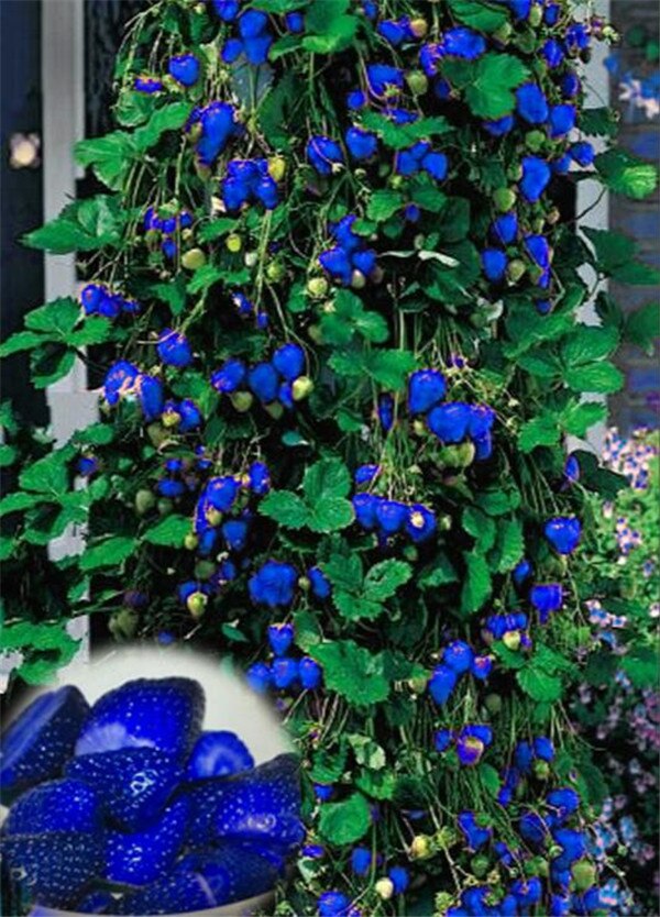 300 Pcs Blue Climbing Strawberry Seeds