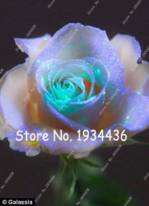 Rose  Bonsai Holland 100pcs Seeds