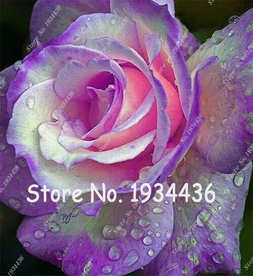 Rose  Bonsai Holland 100pcs Seeds