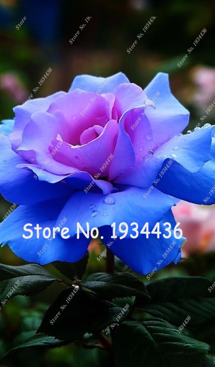 Rose  Bonsai Holland 100pcs Seeds