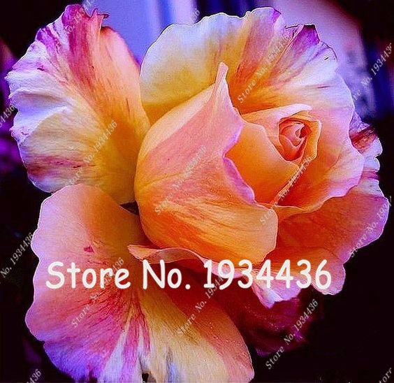 Rose  Bonsai Holland 100pcs Seeds