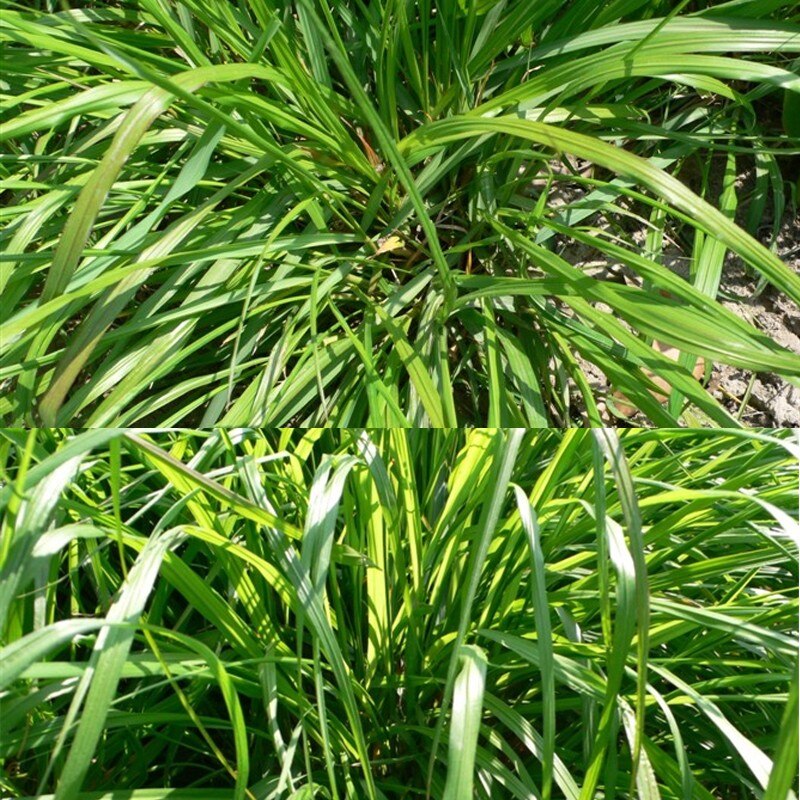 50pcs Lemongrass Herb Lemon Grass Seeds