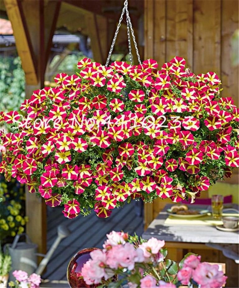 100 Climbing Petunia Seeds Free Shipping Up to 70 OFF