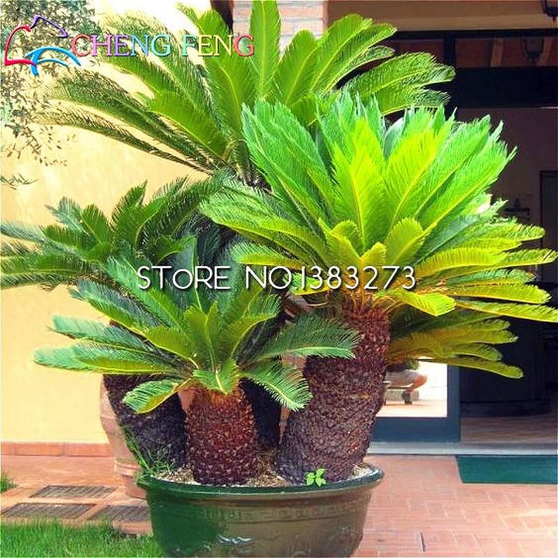 100pcs Cycas Jardin Variety Seeds
