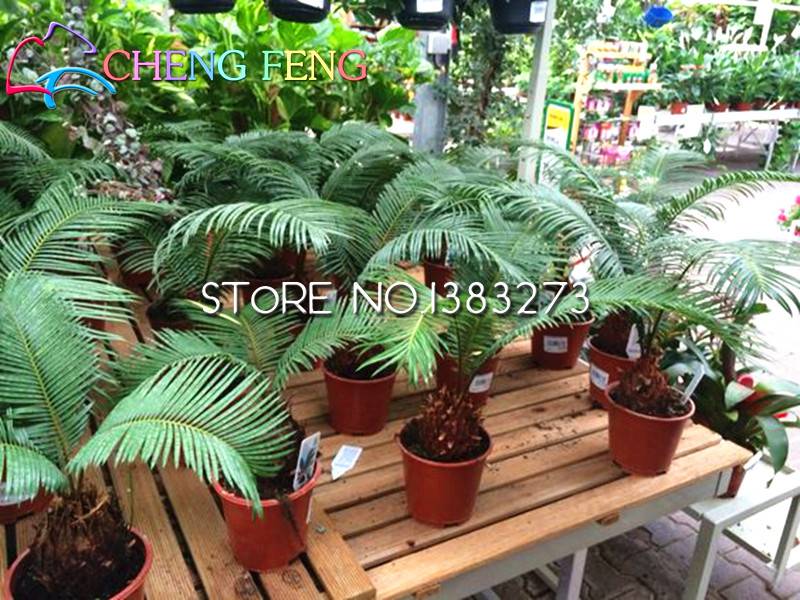 100pcs Cycas Jardin Variety Seeds