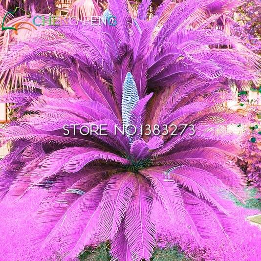 100pcs Cycas Jardin Variety Seeds