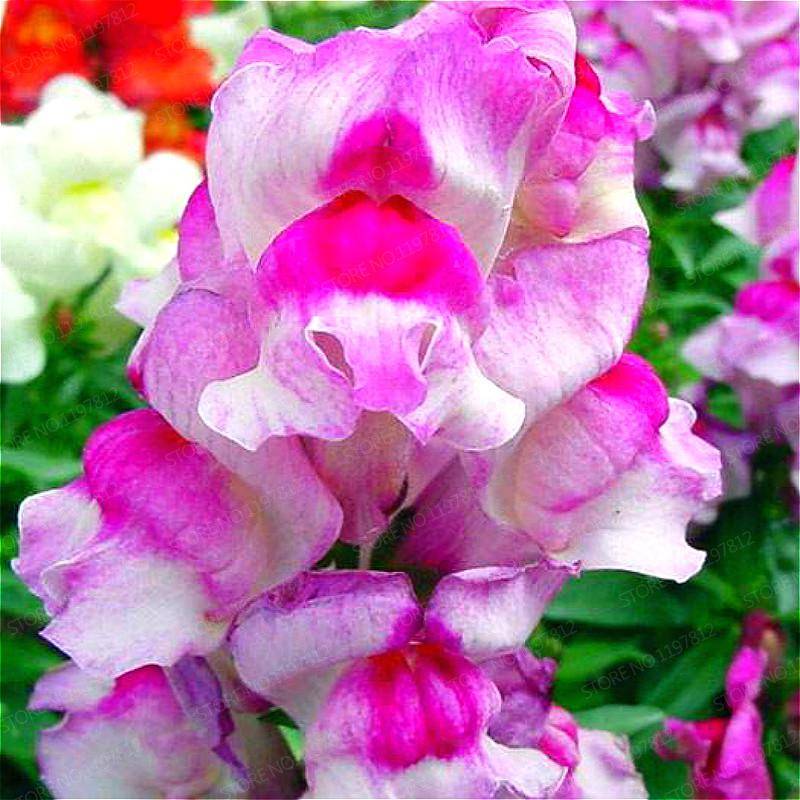 200 Pcs Jardin Fragrant Dwarf Semilla Seeds