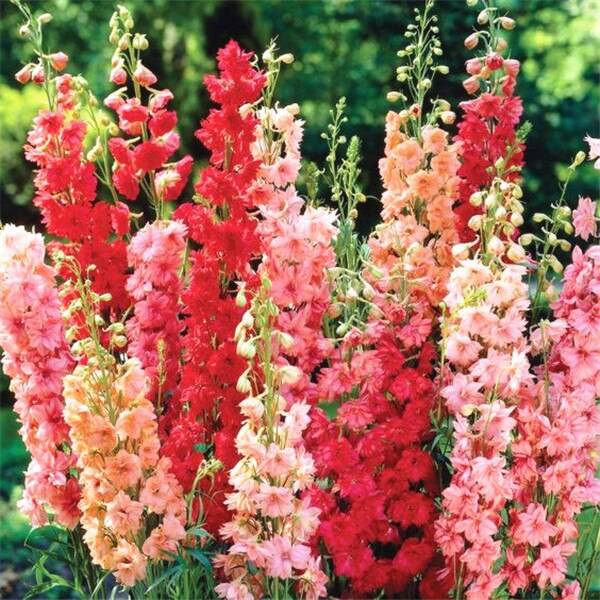 100 Pcs Delphinium Mix Giant Cultorum Seeds