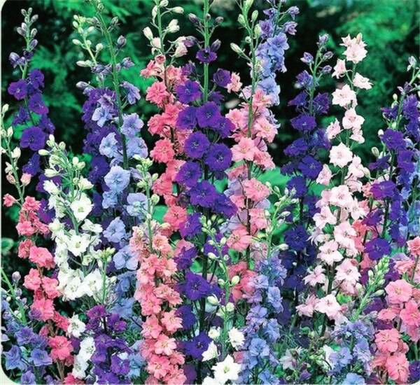 100 Pcs Delphinium Mix Giant Cultorum Seeds