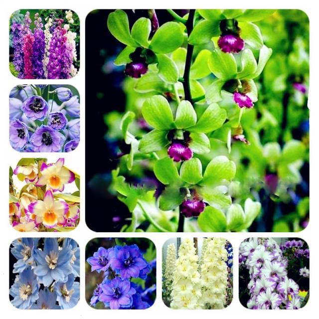 100piece Set Of Exotic Dendrobium Orchid Seeds For Indoor And Outdoor Flowering - 1