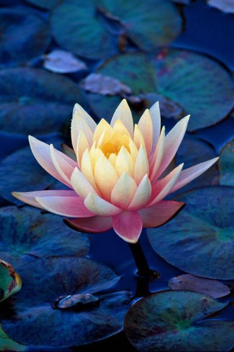 2 Pcs Mixed Bowl Flower Aquarium Water Lily Seeds Free Shipping Up to 70 OFF