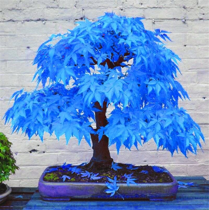 50 Bonsai Blue Maple Tree Sky Japanese Seeds