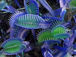 100 Pcs ted Blue Insectivorous Dionaea Muscipula Venus Flytrap Purify Air Seeds