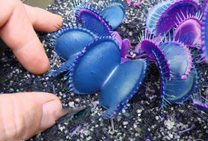 100 Pcs ted Blue Insectivorous Dionaea Muscipula Venus Flytrap Purify Air Seeds