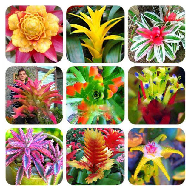 50piece Set Of Giant Bromeliad Succulent Cactus Seeds For Indooroutdoor Landscaping - 1