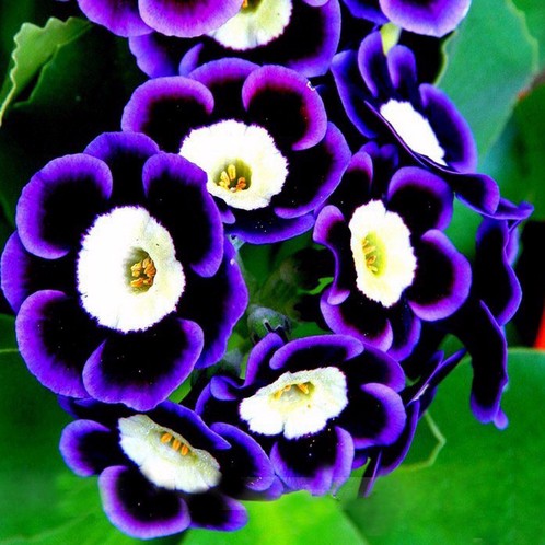 Scarce  Phantom Petunia 100pcs Seeds