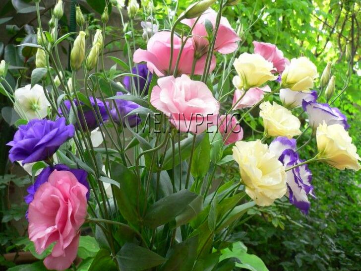 Pcs Multicolor Eustoma Seeds