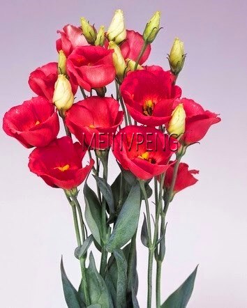 Pcs Multicolor Eustoma Seeds