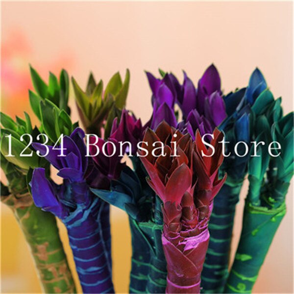 20 Pcs  Bonsai  Bamboo Luck Seeds