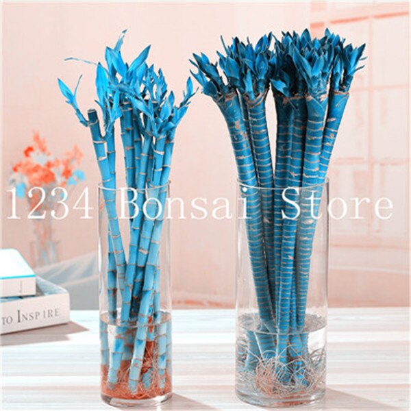 20 Pcs  Bonsai  Bamboo Luck Seeds