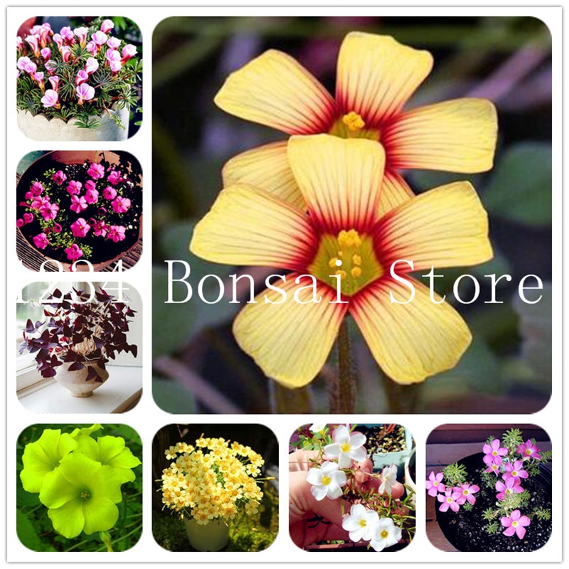 20 Pcs  Bonsai  Bamboo Luck Seeds