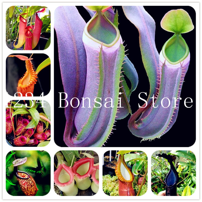 20 Pcs  Bonsai  Bamboo Luck Seeds